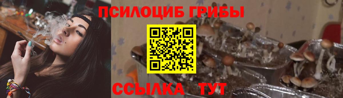 Псилоцибиновые грибы Cubensis Аша
